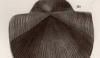ץ Productidae