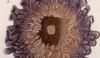 ʥ˲ Echinometridae