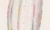ꥯ饲 Beroidae
