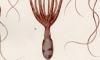 ޥ Octopodidae