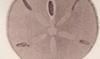 ꥫѥ Mellitidae