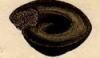 ޥ Architectonicidae