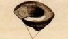 ˥ Trochidae