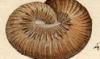 եƥ Scaphitidae
