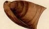 ꥢ Zeilleriidae