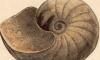 ६ Nautilidae