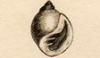 ߥߥ Ellobiidae