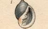 ޥᥦ饷ޥ Ringiculidae