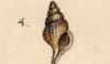 եǥ㥸 Raphitomidae