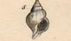 Х Buccinidae