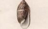 ʥ Pupillidae