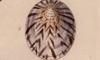 ᥬ Nacellidae