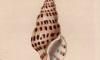 եɥޥ Clavatulidae
