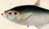 ҥ Pristigasteridae
