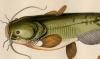 ʥޥ Siluridae