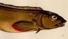 󥲲 Zoarcidae