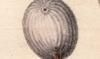 ʥĥܥ Ascidiidae