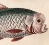 Gleanings of natural history