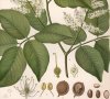 Kohler's Medizinal-Pflanzen