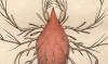 ツメダニ科 Cheyletidae
