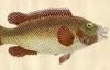 The Natural History of British Fishes