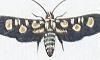 ޥɥ Thyrididae