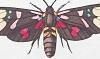 ҥȥꥬ Arctiidae