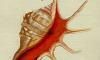 ǥܥ Strombidae