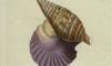 ޥ Glycymerididae