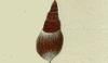 ߥ˥ʲ Batillariidae