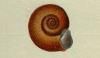 ҥޥ Planorbidae