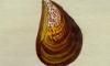  Mytilidae