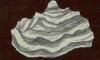 ᥬ Hipponicidae