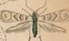ۥ Gracillariidae