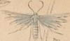トリバガ科 Pterophoridae