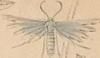 ȥХ Pterophoridae