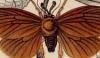 饬 Limacodidae