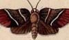 ϥޥ Tortricidae