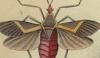 إꥫॷ Coreidae