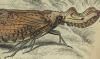 ӥϥ Fulgoridae