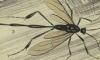 ڥ쥭̥ Pelecinidae