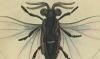 Xenidae̾