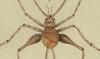  Gryllidae
