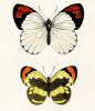 Histoire Naturelle des Lepidopteres Exotiques