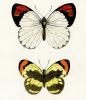 Histoire Naturelle des Lepidopteres Exotiques
