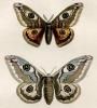 Histroire Naturelle Lepidopteres d'Europe