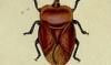 ƥåȥॹ Tessaratomidae