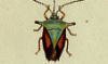 ĥΥॷ Acanthosomatidae