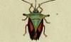 ĥΥॷ Acanthosomatidae