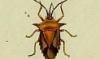 Υꥫॷ Dinidoridae